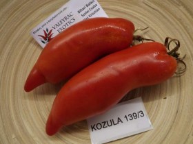 Kozula 139/3 paradicsom - Paradicsom különlegességek az Egzotikus Növények Stúdiója kínálatából